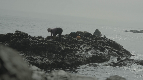 澎湖極西的邊境，揭開紫菜黑金的神秘面紗